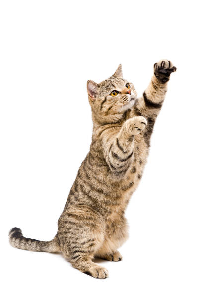 stock image of a cat